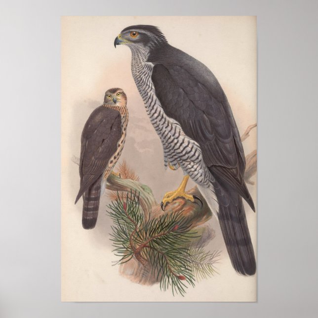 Poster Vintage Goshawk Bird (Frente)