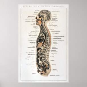 Poster Vintage - Gráfico Alemão de Anatomia Humana
