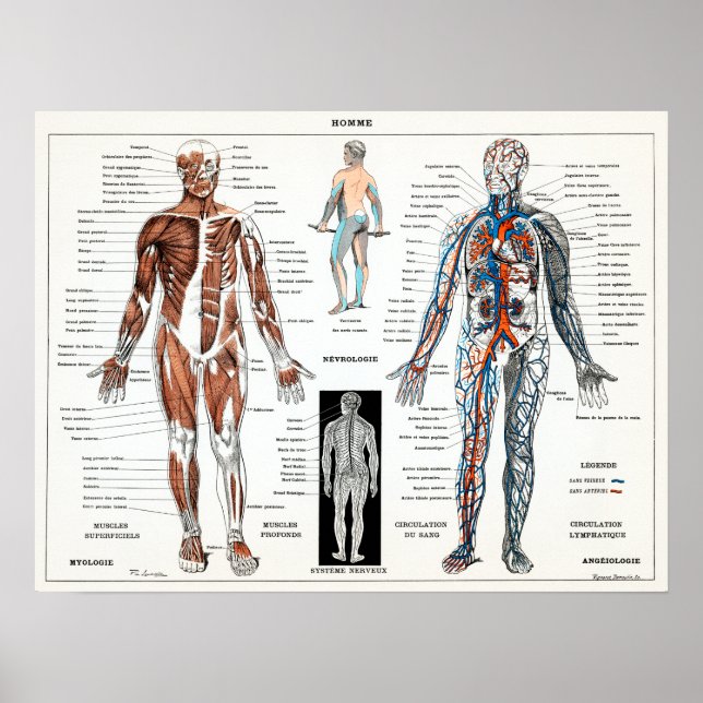 Poster Vintage - Gráfico francês de Anatomia Humana (Frente)