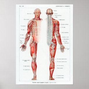 Poster Vintage - Gráfico francês de Anatomia Humana