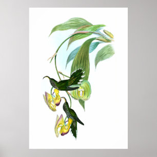 Poster Vintage Green Sickle Hummingbird
