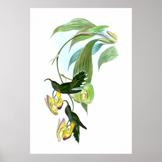 Poster Vintage Green Sickle Hummingbird (Frente)