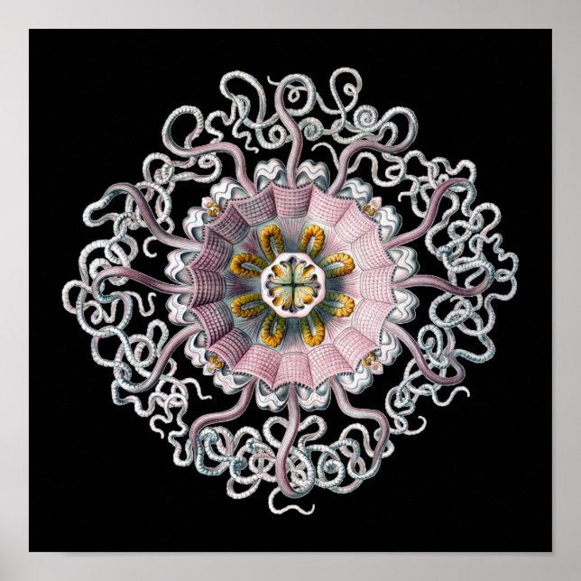 Póster Vintage Haeckel Personalizável (Frente)