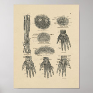 Póster Vintage Hand Muscles Anatomy 1880 Print