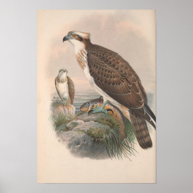 Poster Vintage Hawk Fish Bird (Frente)