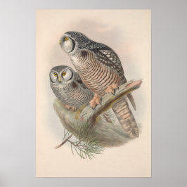 Poster Vintage Hawk Owl Bird