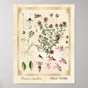 Poster Vintage Herbal Ilustra Botânica de Thyme Selvagem