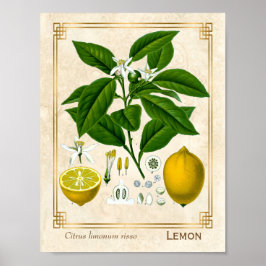 Poster Vintage Herbal Plant Lemon Fruta Botanical Art