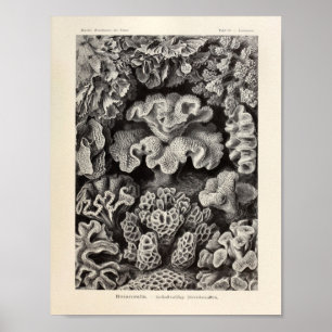 Poster Vintage Hexacoralla Coral Ernst Haeckel Art Impres