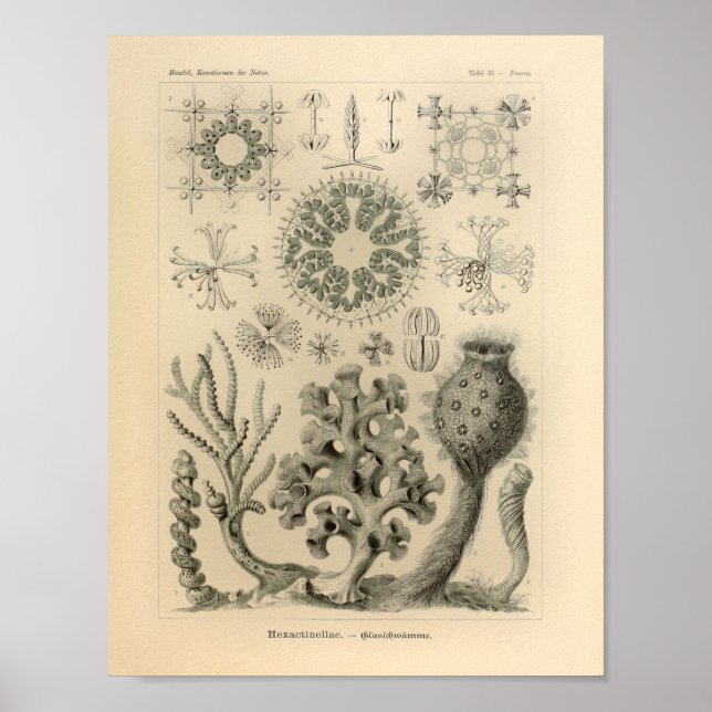 Poster Vintage Hexactinellae Color Ernst Haeckel Impressã (Frente)