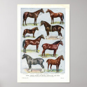Poster Vintage Horse Print 1908 Edwardian Breeds