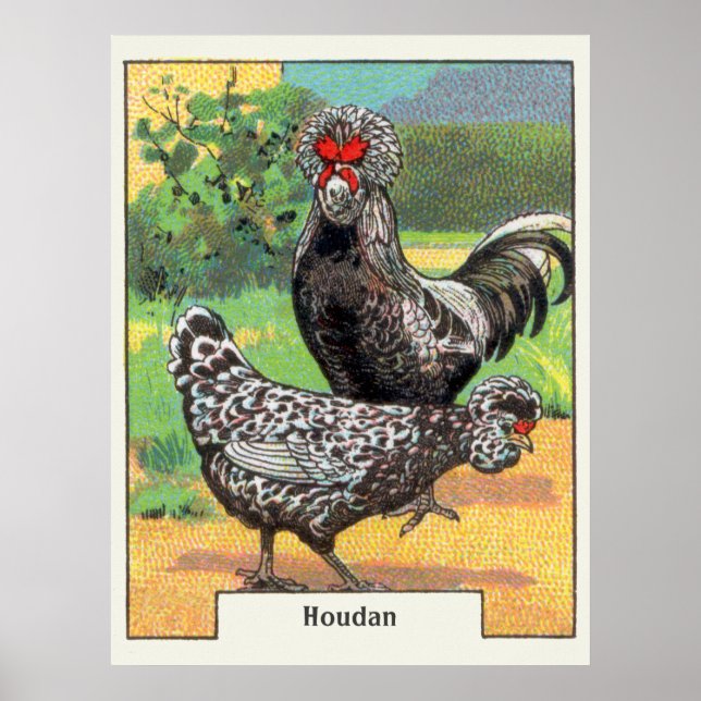Poster Vintage Houdan Chicken (Frente)
