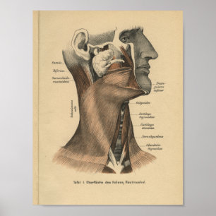 Poster Vintage Human Anatomy Print Face and Neck