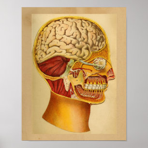 Poster Vintage Human Anatomy Print Head Brain