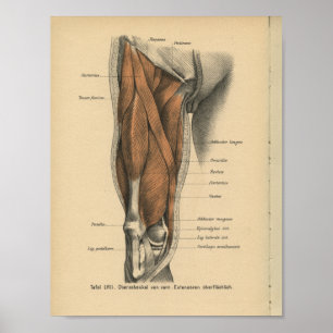 Póster Vintage Human Anatomy Print Leg Muscles