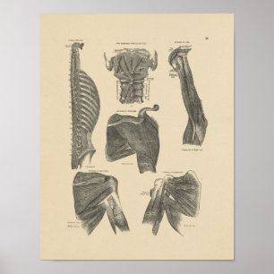 Poster Vintage Human Muscles Anatomy 1880 Print