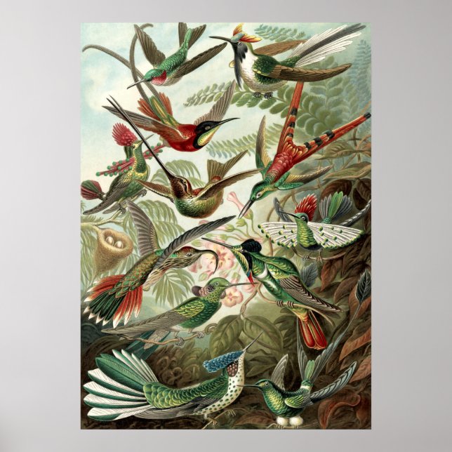 Poster Vintage Humming Birds (Frente)