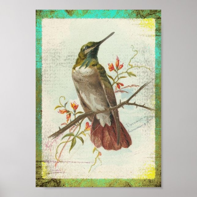 Póster Vintage Hummingbird (Frente)