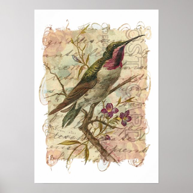 Póster Vintage Hummingbird (Frente)