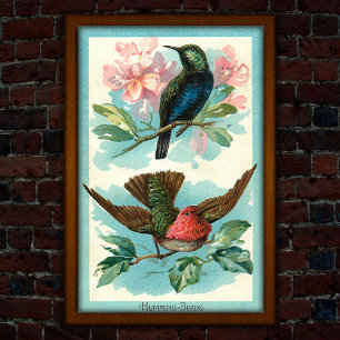 Poster Vintage Hummingbird 1917 Arte tropical