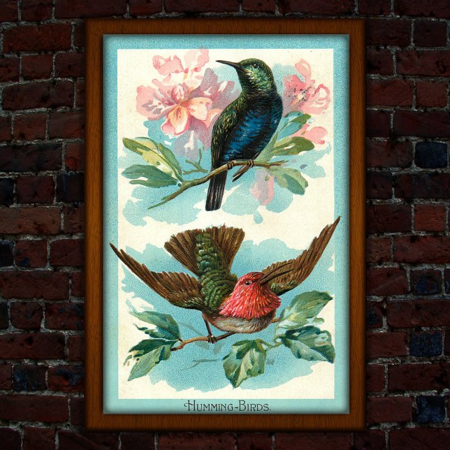 Poster Vintage Hummingbird 1917 Arte tropical (Criador carregado)
