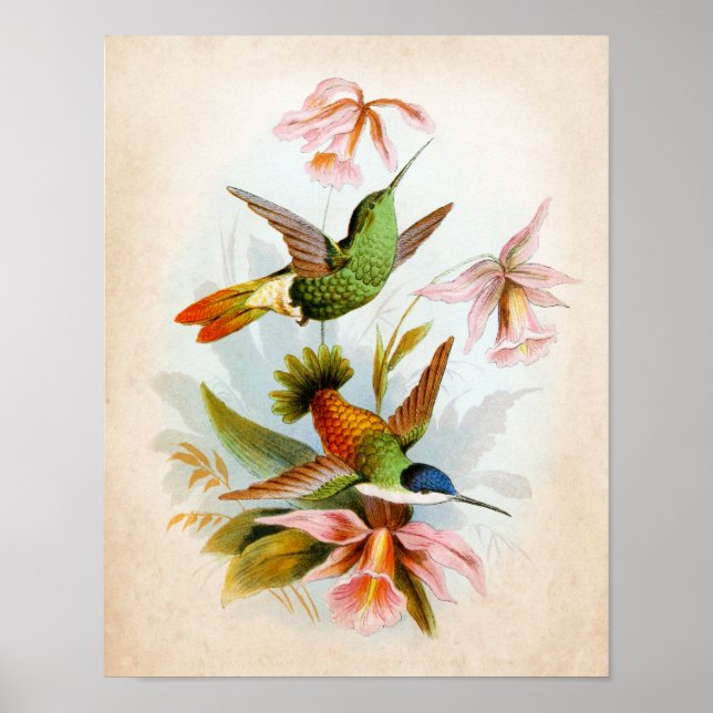 Poster Vintage Hummingbird Art. 13 (Frente)