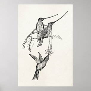 Poster Vintage Hummingbird Long Beaks Aves Personalizadas