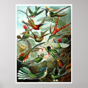Poster Vintage Hummingbird por Ernst Haeckel