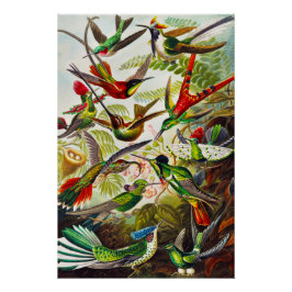 Póster Vintage Hummingbird por Ernst Haeckel