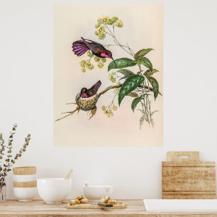 Poster Vintage Hummingbird por John Gould