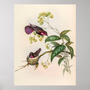 Poster Vintage Hummingbird por John Gould