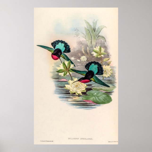 Poster Vintage Hummingbird por John Gould (Frente)
