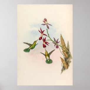 Poster Vintage Hummingbird por John Gould