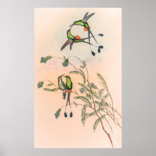 Poster Vintage Hummingbird por John Gould