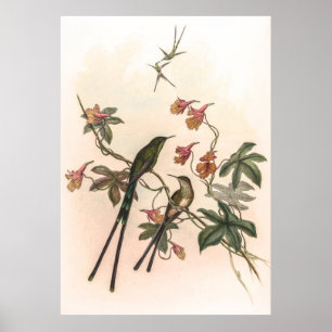 Poster Vintage Hummingbird por John Gould