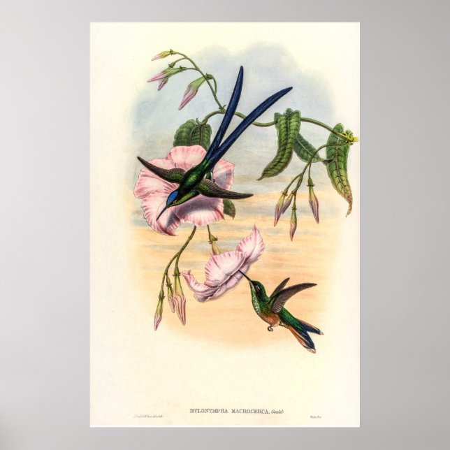 Poster Vintage Hummingbird por John Gould (Frente)