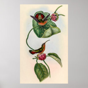 Poster Vintage Hummingbird por John Gould