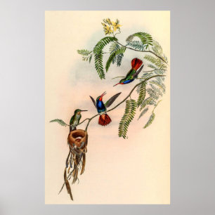 Poster Vintage Hummingbird por John Gould