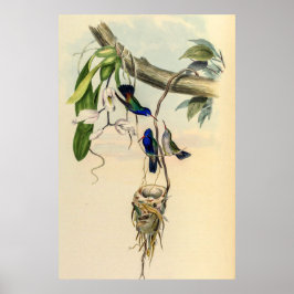 Poster Vintage Hummingbird por John Gould