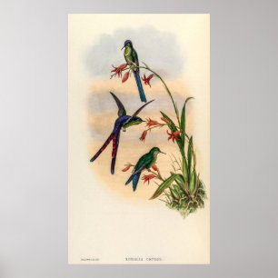 Poster Vintage Hummingbird por John Gould