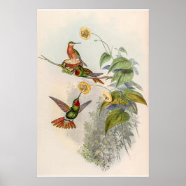 Poster Vintage Hummingbird por John Gould