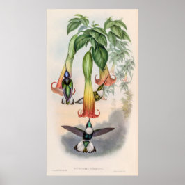Poster Vintage Hummingbird por John Gould