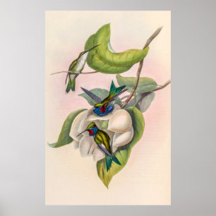 Poster Vintage Hummingbird por John Gould