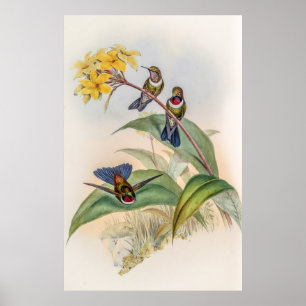 Poster Vintage Hummingbird por John Gould