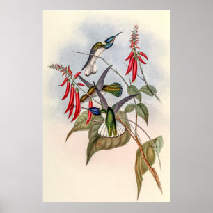 Poster Vintage Hummingbird por John Gould