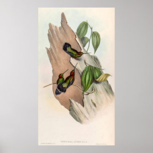 Poster Vintage Hummingbird por John Gould