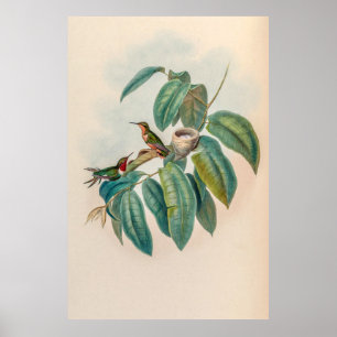 Poster Vintage Hummingbird por John Gould