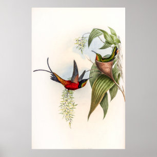 Poster Vintage Hummingbird por John Gould