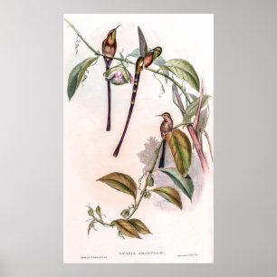 Poster Vintage Hummingbird por John Gould