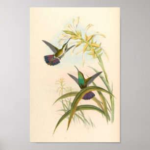 Poster Vintage Hummingbirds Art Bird Print Flowers